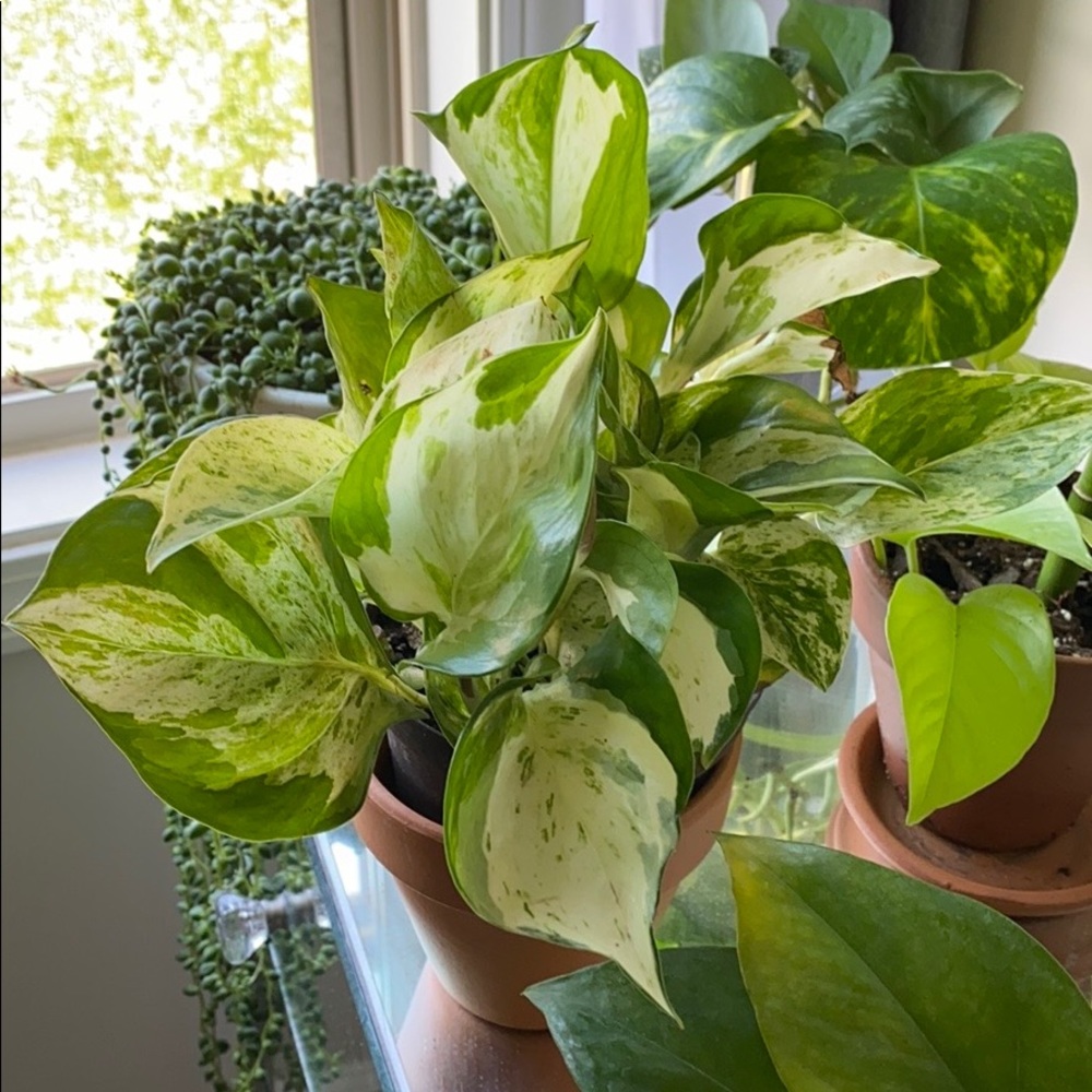 Bundle of Two for @iloveplants968